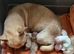 Chug puppies