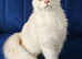Maine Coon kittens
