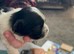 Full pedigree not kc registered lhasa apso  pups