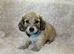 English cream long haired miniature dachshunds