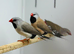 Finches