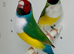 Red head Gouldian finches for sale