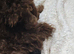 Toy poodles