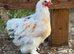 Polkie Bantams