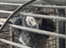 breeding african grey male proven