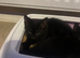 Adorable kittens looking for love homes