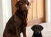 2 black lab pups looking for forever homes