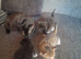 3 kittens