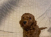 Cockapoo puppy