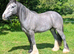 Beautiful traditional gypsy cob