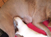 Two male french bulldog pups KC registered