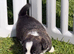 Last two Stunning unique litter of Welsh cardigan corgi puppies