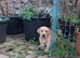 Yellow labrador pups