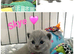 Gorgeous British Short Hair GCCF REGISTERED kittens