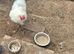 Male Silkie