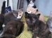 Adorable fluffy kittens