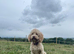 Beautiful little f2 cockapoo puppy looking for her forever home