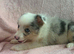 Stunning border collie pups