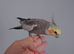 Hand tame male cockatiel
