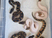 Male high white piebald