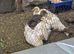 Embden geese