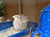 Rare male Pansy fee quails for sale