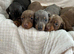 Dachshund puppies for sale