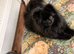 TRUE POMERANIAN PUPS