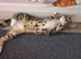 Kitty for rehomeing