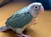 Hand reared baby Green cheek conure