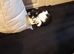 Good home needed asap