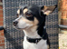 Jack Russell x Chihuahua