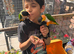 Black-headed Caique parrot for sale
