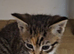 Beautiful kittens raised with children