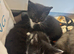 Male kitten ready to go