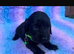 show type cocker spaniel Puppy’s