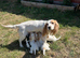 Ready to leave on the 24 th stunning pups