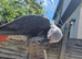 Hand-Reared Baby African Grey Parrot Looking for Forever Home!