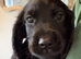 Beautiful 8 week old cocker spaniel puppies