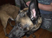 Mixed breed male