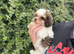 our last Toy Cavapoo Boy