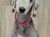 Full Bedlington terrier puppies