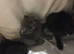 Only 3 kittens available