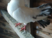 Coloured Fantail pigeons