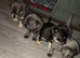 Chihuahua puppies
