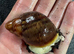 Archachatina Ventricosa Albino Land snails