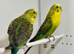 Black wing Budgies For Sale
