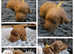 Well-proven stud toy poodle, KC reg and DNA tested