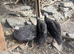 Guinea Fowl