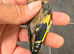 2026 goldfinch gray male